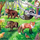 Животный мир, лиса, кабан, енот и медведь.
