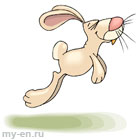 Rabbit is hopping
