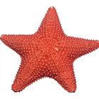 морская звезда