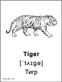 Черно-белая карточка «Животные». Тигр.