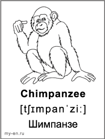 Черно-белая карточка «Животные». Шимпанзе.