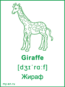 Карточка «Животные». Жираф.