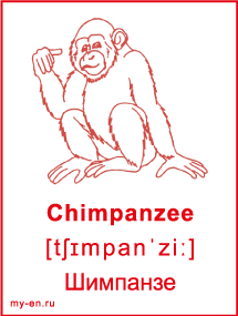 Карточка «Животные». Шимпанзе.