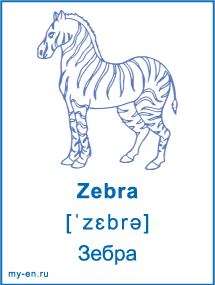 Карточка «Животные». Зебра.