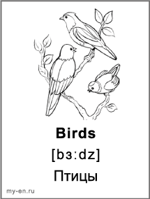 Черно-белая карточка птицы. Воробей, соловей и жаворонок сидят на ветке.
