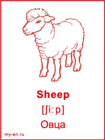 Карточка - овца.