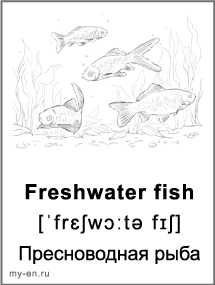 Карточка пресноводная рыба.