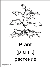 Карточка для черно-белой печати «Природа». Растение.