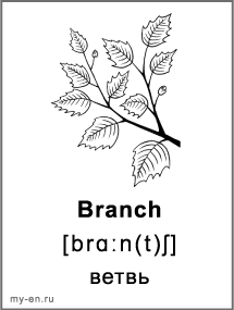 Карточка для черно-белой печати «Природа». Ветка с листьями.