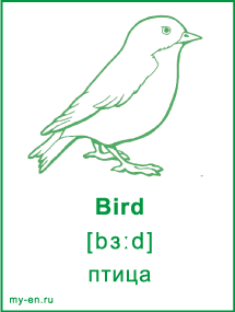 Карточка «Природа». Птица.