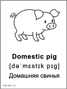 Черно-белая карточка - домашняя свинья.