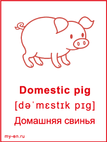 Карточка - домашняя свинья.