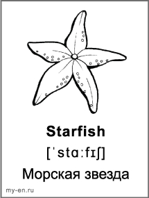 Черно-белая карточка - морская звезда.
