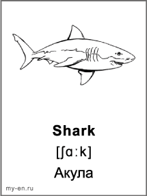 Черно-белая карточка - акула.