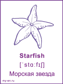 Карточка - морская звезда.