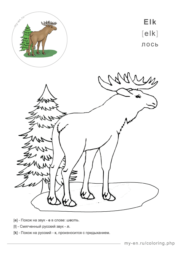 Рисунок для раскрашивания, лось стоит возле елки
