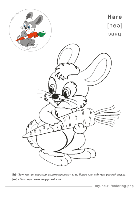 Рисунок для раскрашивания, заяц держит в лапах морковку.