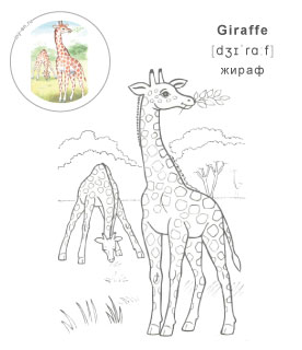 Раскраска с жирафами