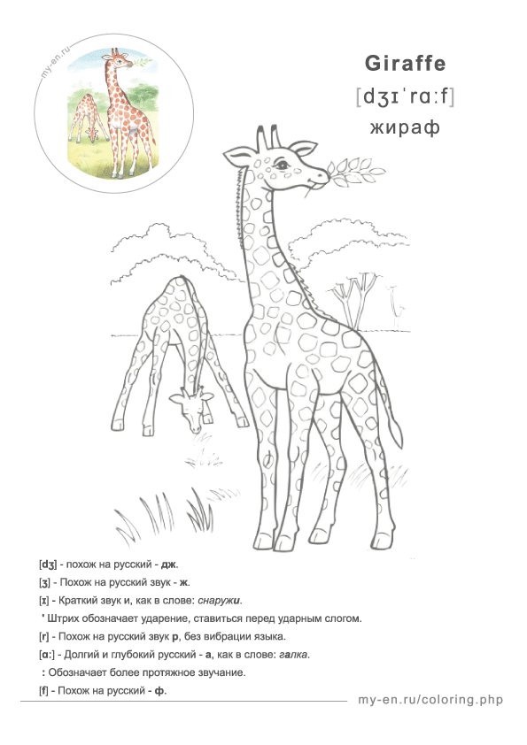 Рисунок для раскрашивания с изображением жирафов в африканской саване.