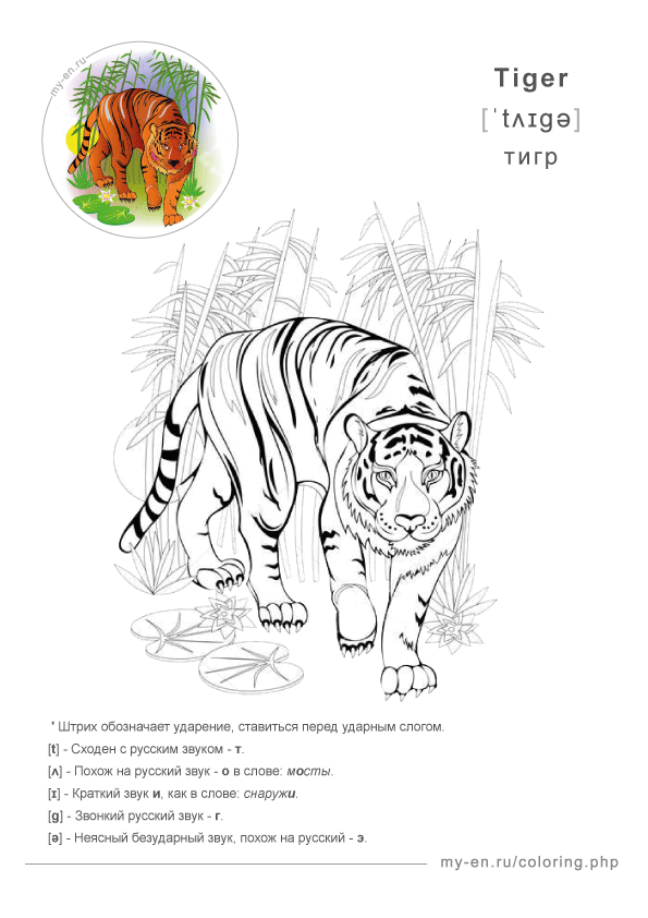 Тигр в джунглях, рисунок для раскрашивания